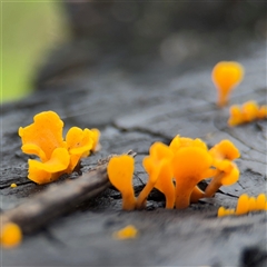 Dacryopinax spathularia (Dacryopinax spathularia) at Edrom, NSW - 7 Dec 2024 by Hejor1