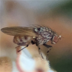 Drosophila sp. (genus) (Fruit Fly) at Green Cape, NSW - 6 Dec 2024 by Hejor1