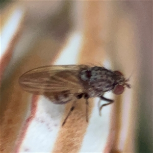 Drosophila sp. (genus) at Green Cape, NSW - 6 Dec 2024 08:12 PM
