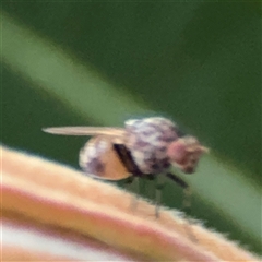 Drosophila sp. (genus) at Green Cape, NSW - 6 Dec 2024