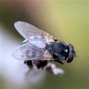 Musca sp. (genus) (Fly) at Green Cape, NSW by Hejor1