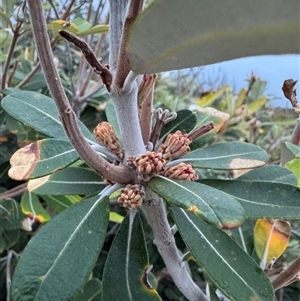 Banksia integrifolia subsp. integrifolia (Coast Banksia) at Green Cape, NSW by Hejor1