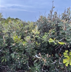 Banksia integrifolia subsp. integrifolia at Green Cape, NSW - 6 Dec 2024