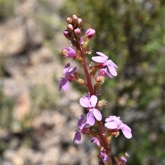 Stylidium (genus) (Trigger Plant) at Tennent, ACT - 8 Dec 2024 by jmcleod