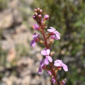 Stylidium sp. at Tennent, ACT - 8 Dec 2024 02:12 PM