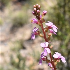 Stylidium sp. at Tennent, ACT - 8 Dec 2024 02:12 PM