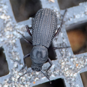 Talaurinus sp. at Green Cape, NSW - 6 Dec 2024 08:00 PM