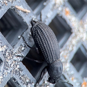 Talaurinus sp. at Green Cape, NSW - 6 Dec 2024 08:00 PM