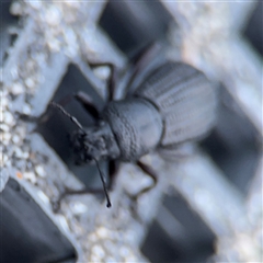 Talaurinus sp. at Green Cape, NSW - 6 Dec 2024 08:00 PM