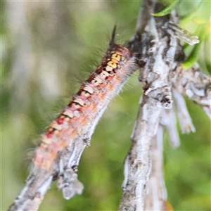 Acyphas (genus) at Green Cape, NSW - 6 Dec 2024 07:56 PM