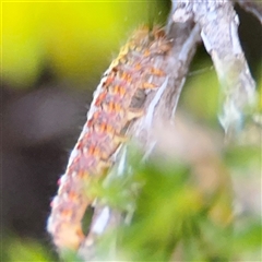 Acyphas (genus) at Green Cape, NSW - 6 Dec 2024 07:56 PM