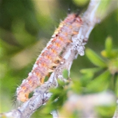 Acyphas (genus) at Green Cape, NSW - 6 Dec 2024 07:56 PM