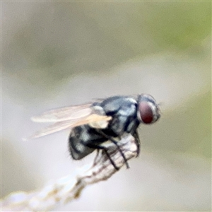 Diptera (order) (Fly - Unidentified) at Green Cape, NSW by Hejor1