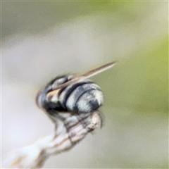 Diptera (order) at Green Cape, NSW - 6 Dec 2024 07:53 PM