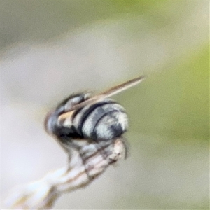 Diptera (order) at Green Cape, NSW - 6 Dec 2024 07:53 PM