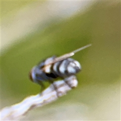 Diptera (order) at Green Cape, NSW - 6 Dec 2024