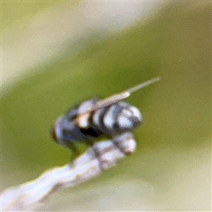 Diptera (order) at Green Cape, NSW - 6 Dec 2024