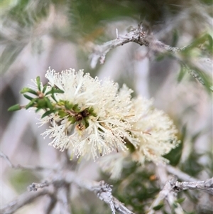 Melaleuca armillaris subsp. armillaris at Green Cape, NSW - 6 Dec 2024