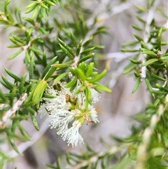 Melaleuca armillaris subsp. armillaris at Green Cape, NSW - 6 Dec 2024 07:50 PM