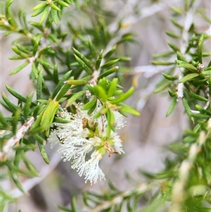 Melaleuca armillaris subsp. armillaris at Green Cape, NSW - 6 Dec 2024