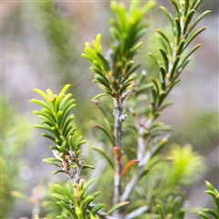 Melaleuca armillaris subsp. armillaris at Green Cape, NSW - 6 Dec 2024 07:50 PM