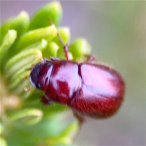 Melolonthini (tribe) at Green Cape, NSW - 6 Dec 2024 07:45 PM