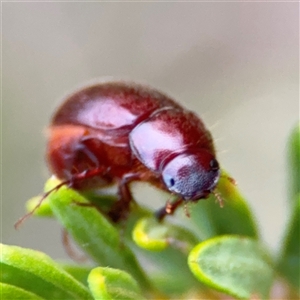 Melolonthini (tribe) at Green Cape, NSW - 6 Dec 2024 07:45 PM