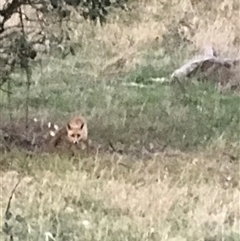 Vulpes vulpes (Red Fox) at Crace, ACT - 8 Dec 2024 by Woozlecat