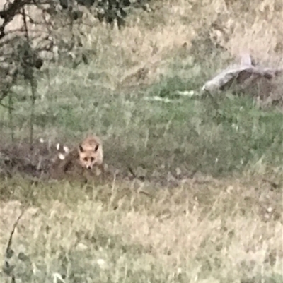 Vulpes vulpes (Red Fox) at Crace, ACT - 8 Dec 2024 by Woozlecat