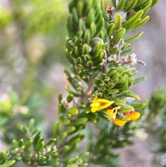 Aotus ericoides at Green Cape, NSW - 6 Dec 2024 by Hejor1