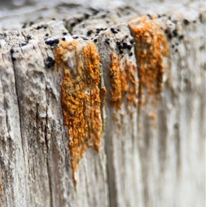 Lichen - crustose at Green Cape, NSW by Hejor1