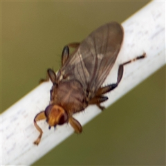 Hemiptera (order) (Unidentified True Bug) at Green Cape, NSW - 6 Dec 2024 by Hejor1