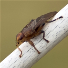 Hemiptera (order) at Green Cape, NSW - 6 Dec 2024 07:42 PM