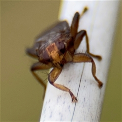 Hemiptera (order) at Green Cape, NSW - 6 Dec 2024 07:42 PM