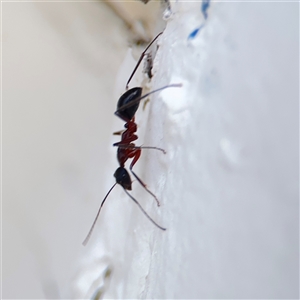 Camponotus intrepidus at Green Cape, NSW - 6 Dec 2024