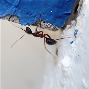 Camponotus intrepidus at Green Cape, NSW - 6 Dec 2024