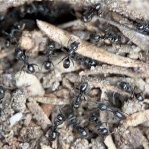 Formicidae (family) at Green Cape, NSW - 6 Dec 2024