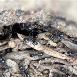 Formicidae (family) at Green Cape, NSW - 6 Dec 2024