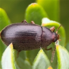 Tenebrionidae (family) (Darkling beetle) at Green Cape, NSW - 6 Dec 2024 by Hejor1