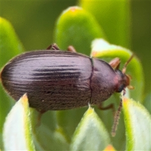 Tenebrionidae (family) at Green Cape, NSW - 6 Dec 2024