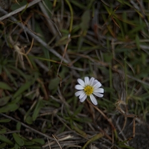 Symphyotrichum subulatum at Green Cape, NSW by Hejor1