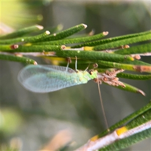 Mallada sp. (genus) (Green lacewing) at Green Cape, NSW by Hejor1