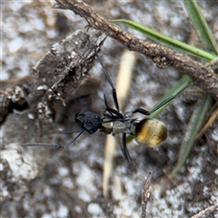 Polyrhachis ammon (Golden-spined Ant, Golden Ant) at Green Cape, NSW - 6 Dec 2024 by Hejor1