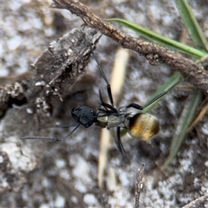 Polyrhachis ammon at Green Cape, NSW - 6 Dec 2024