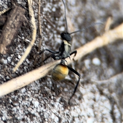 Polyrhachis ammon at Green Cape, NSW - 6 Dec 2024