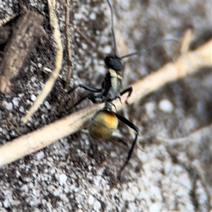 Polyrhachis ammon at Green Cape, NSW - 6 Dec 2024 06:22 PM