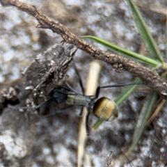 Polyrhachis ammon at Green Cape, NSW - 6 Dec 2024