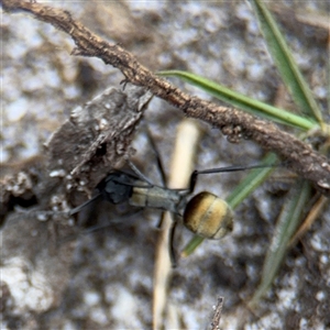 Polyrhachis ammon at Green Cape, NSW - 6 Dec 2024 06:22 PM