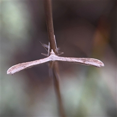 Stenoptilia zophodactylus (Dowdy Plume Moth) at Green Cape, NSW - 6 Dec 2024 by Hejor1