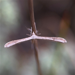 Stenoptilia zophodactylus (Dowdy Plume Moth) at Green Cape, NSW by Hejor1